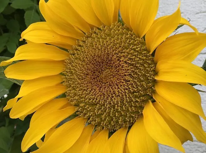 Apartamento Gaestehaus Annel Niederhorbach