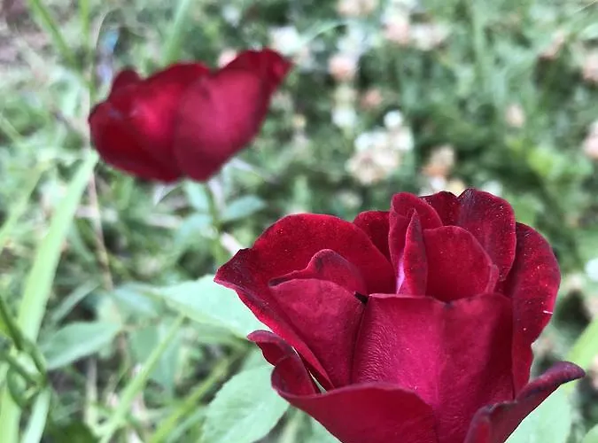 Gaestehaus Annel Niederhorbach